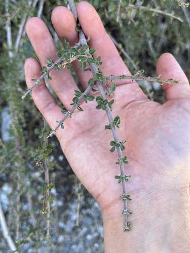 Buckbrush