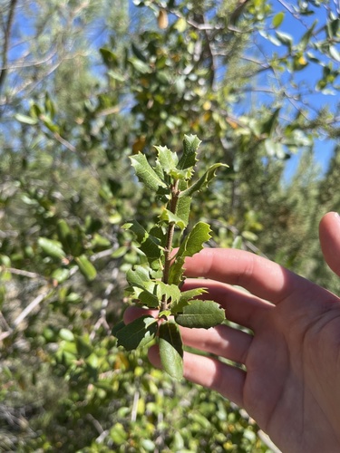 interior live oak