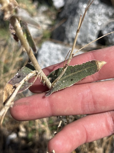 prickly lettuce