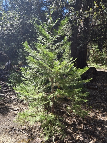 iNaturalist observation photo of California incense-cedar