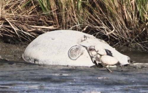 Atlantic Horseshoe Crab