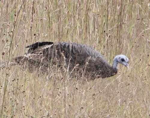 Wild Turkey