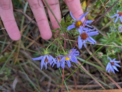 Aromatic Aster