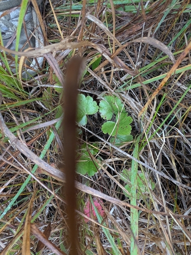 prairie alumroot