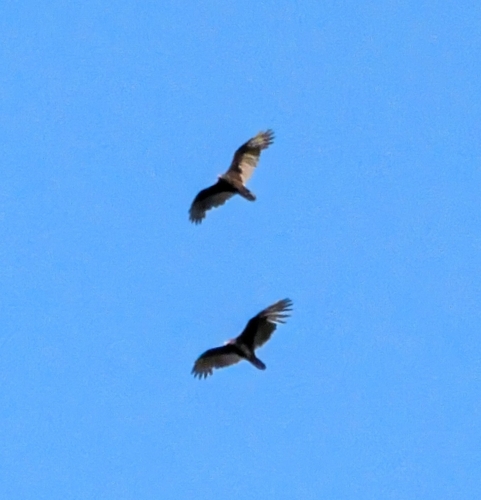 Turkey Vulture