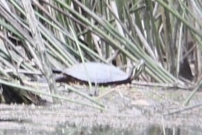 Eastern Painted Turtle