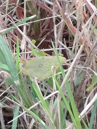Lesbia Clouded Yellow