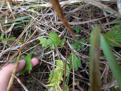 prairie smoke