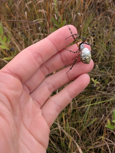 Banded Garden Spider
