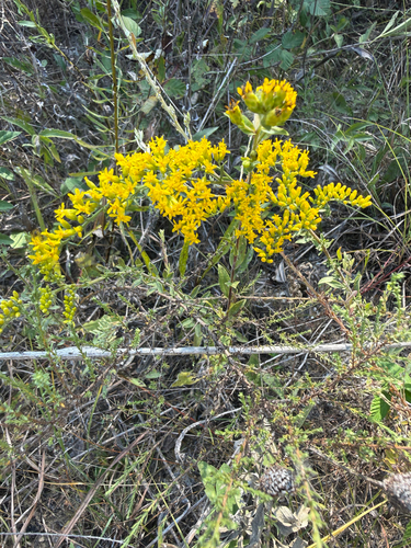field goldenrod