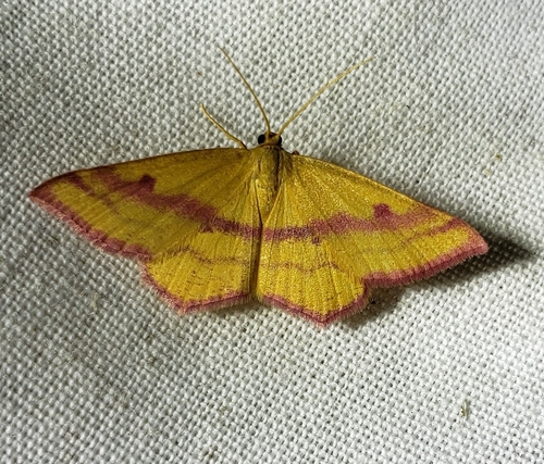 Chickweed Geometer Moth