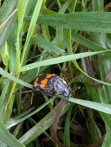 Tomentose Burying Beetle