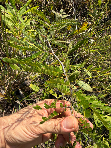honey locust