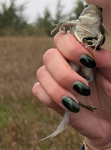 Northern Leopard Frog