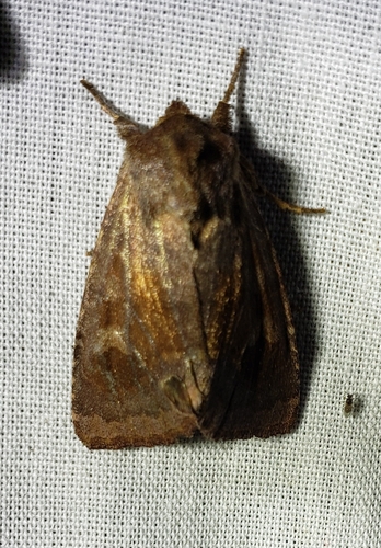 Bronzed Cutworm Moth