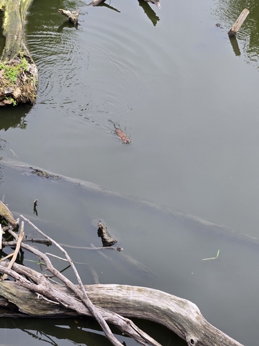 Muskrat