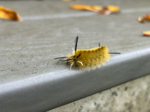 Banded Tussock Moth