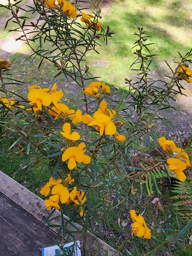 Prickly Bush-pea