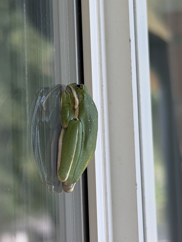 Green Treefrog