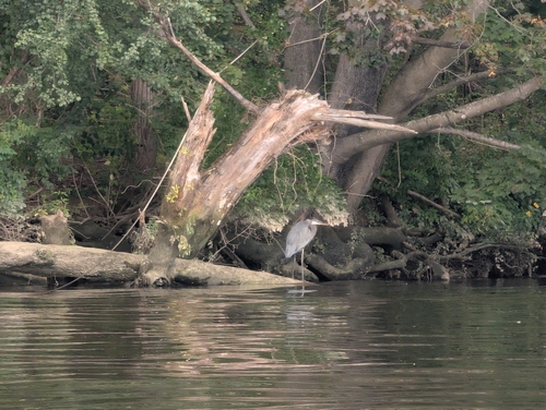 Great Blue Heron