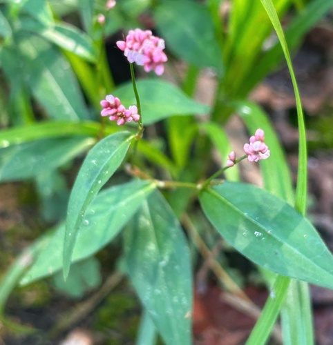 low smartweed