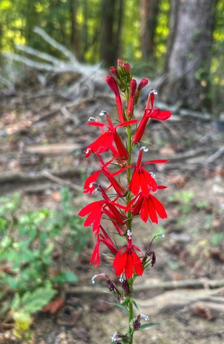 cardinal flower