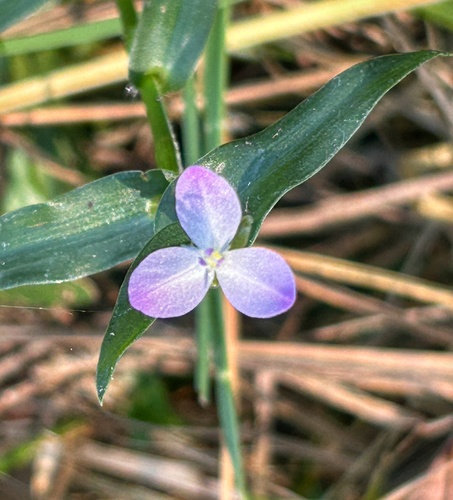 marsh dewflower