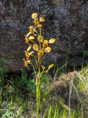Leopard Orchid