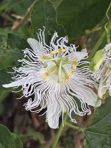 purple passionflower