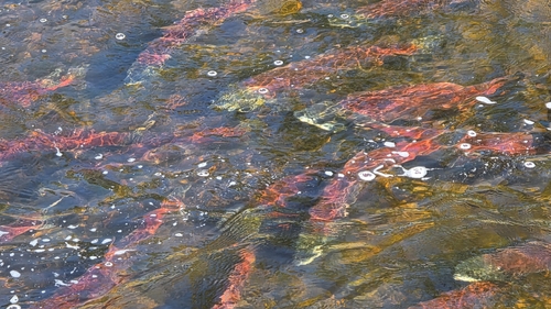 Sockeye Salmon