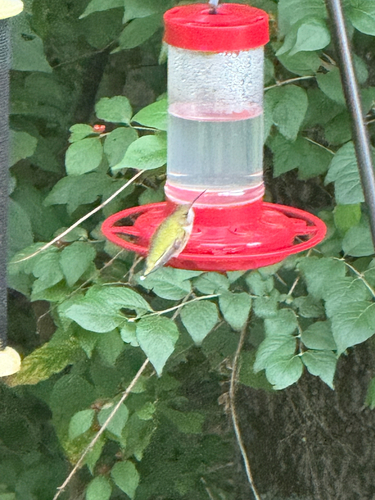 Ruby-throated Hummingbird