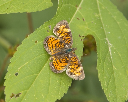 Pearl Crescent
