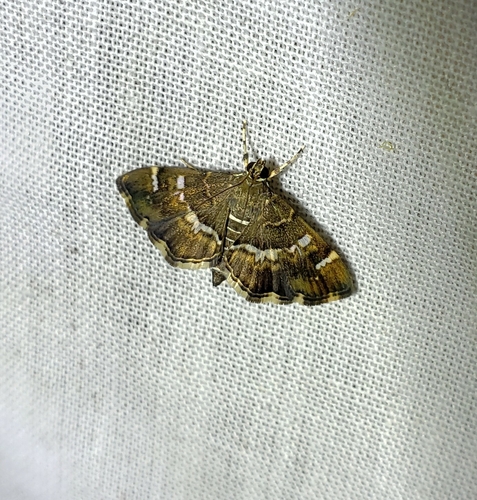 Spotted Beet Webworm Moth