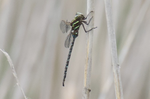 Shadow Darner