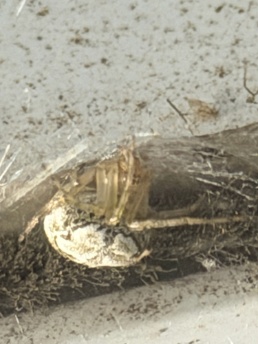 Butterfly Orbweaver