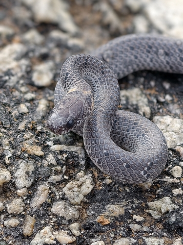 White-spotted slug snake