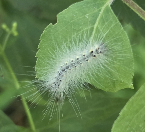 Fall Webworm Moth