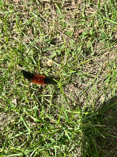 Isabella Tiger Moth