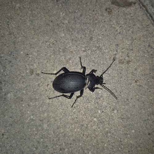 Leather Beetle