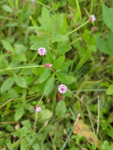 lanceleaf frogfruit