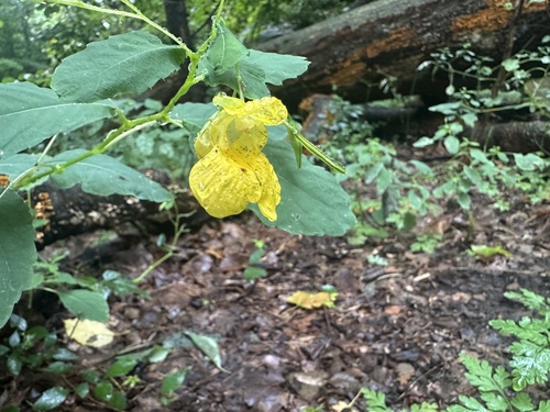 pale jewelweed