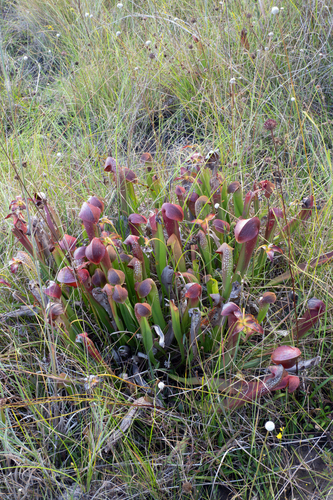 Sarracenia minor minor