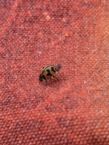 Small Transverse Ladybird Beetle