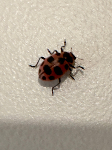 Spotted Pink Lady Beetle