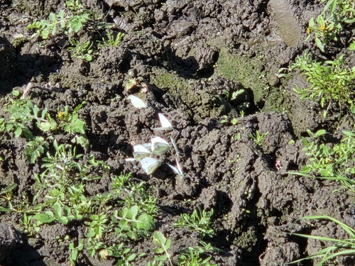 Small White