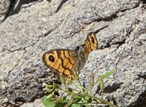 Wall Brown