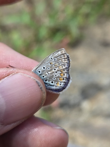 Common Blue