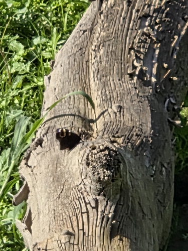 European Peacock Butterfly