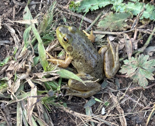 American Bullfrog