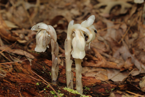Ghost Pipe